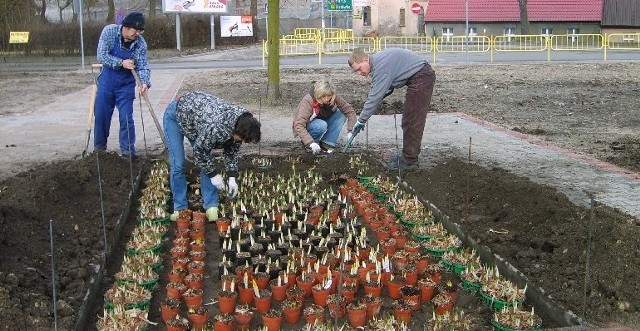 Klomb przy skrzyżowaniu ul. Langowicza i 17 Stycznia obsadzili kwiatami (od lewej) Zenon Mamet, Renata Grelka, Natalia Wódkiewicz i Adam Nawrot.