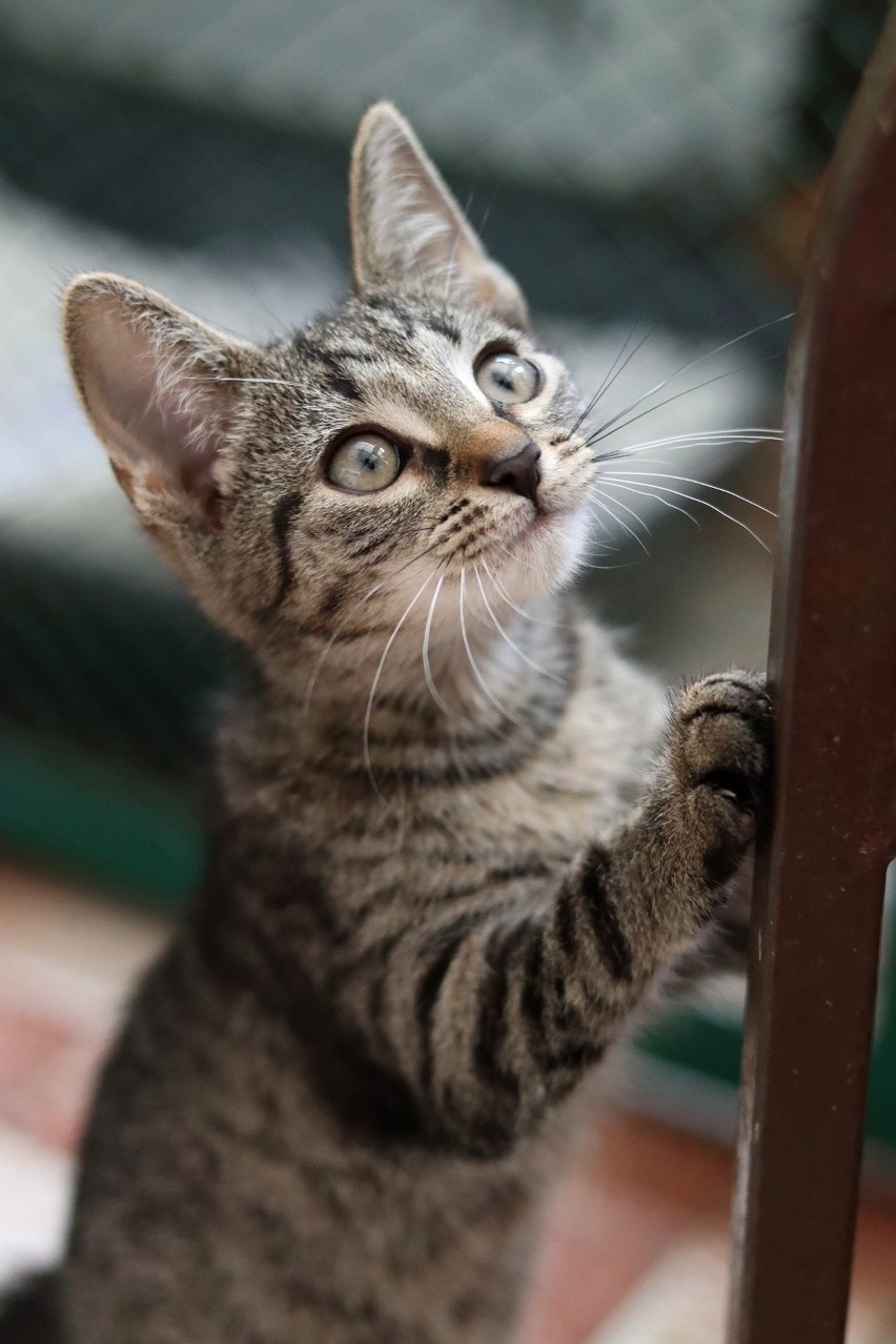 W toruńskim schronisku jest obecnie prawie 260 kotów....