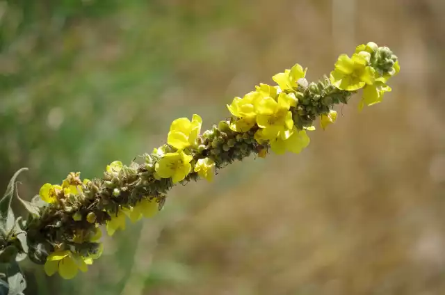 Dziewanna to piękna panna z łąkiDziewanna (łac. Verbascum) jest bardzo interesującą rośliną zielarską. Kojarzy się ją głównie z pomocą w przypadku chorób górnych dróg oddechowych. Roślina działa ściągająco, przeciwzapalnie i rozluźniająco oraz rozrzedza flegmę. W związku z tymi właściwościami stosowana jest w mieszankach na kaszel (głównie suchy), w przypadku astmy, zapalenia oskrzeli itp. schorzeń.