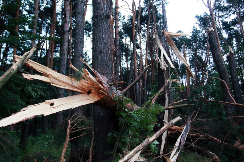 Piwniczna. 40 sekund horroru. Dobę po katakliźmie zniszczony las przeraża [ZDJĘCIA]