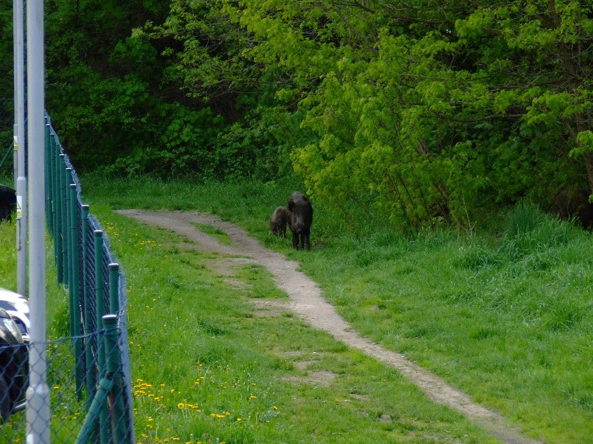 Urzędnicy: Trzy dziki zastrzelono, bo były rozjuszone. Mieszkańcy chcą zawiadomić Greenpeace