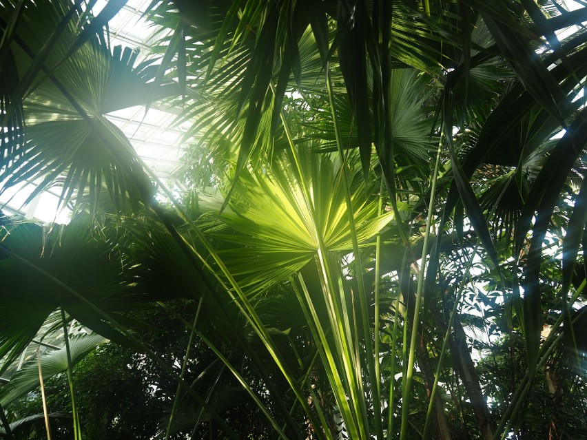 Palmiarnia zachęca na spacer wśród egzotycznej roślinności.