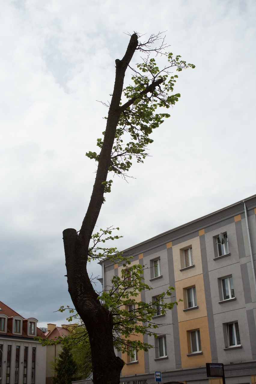 Niektóre drzewa przy ulicy Sienkiewicza zostaną wycięte ze...