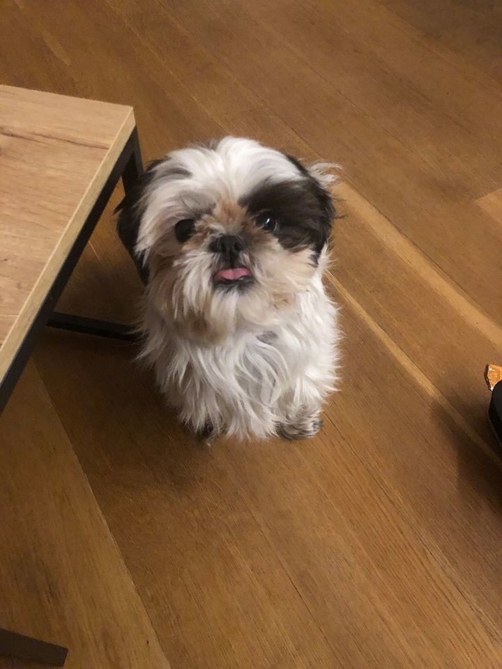 Teodor, zagryziony shih tzu