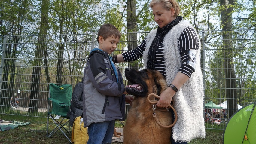 Wystawa psów w Rybniku-Kamieniu. Urocze czworonogi