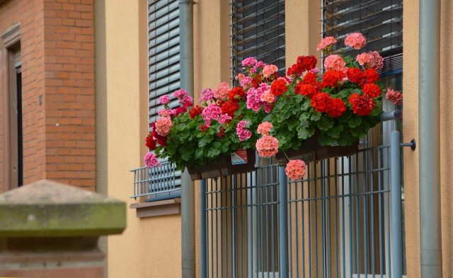 Pelargonie zasługują na nazywanie ich królowymi balkonów. Są łatwe w uprawie, a do tego kwitną przez cały sezon - od maja, aż do pierwszych przymrozków.