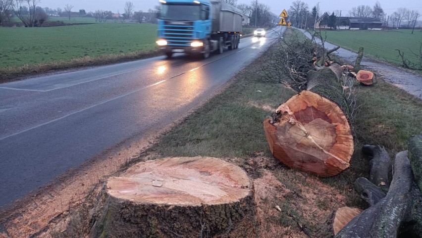 Część drzew kolidowała też z projektem poszerzenia drogi. Po...