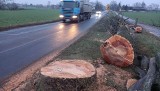 Rzeź drzew na drodze koło Chełmży. Dziesiątki dorodnych lip poszły pod topór. Kto za tym stoi? 