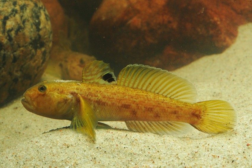 Babka bycza Neogobius melanostomus - inwazyjny gatunek ryby.