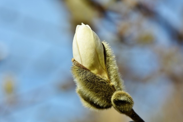 Już kwitną japońskie magnolie