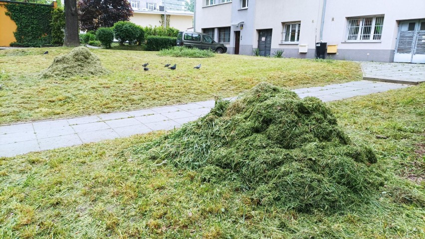 Ozdobne trawy i kwiaty wycięto równo z ziemią.