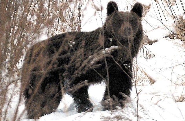 Niedźwiedzica około południa przyszła na obrzeża Przemyśla i natychmiast wzbudziła sensację. Po 12 godzinach w końcu udało się ją uśpić, a później wywieźć do lasu. 