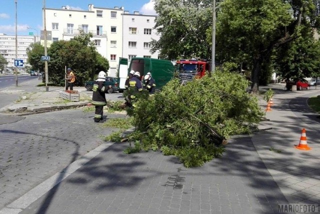 Powalone drzewo na ulicy Ściegiennego w Opolu.