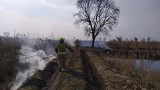 Pożar traw w Radomiu. Strażacy znaleźli poparzonego człowieka. Wypalanie to plaga, dziesiątki akcji każdego dnia