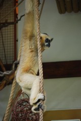 Nowi mieszkańcy ogrodu zoologicznego. Gibony zamieszkały we Wrocławiu (ZDJĘCIA)