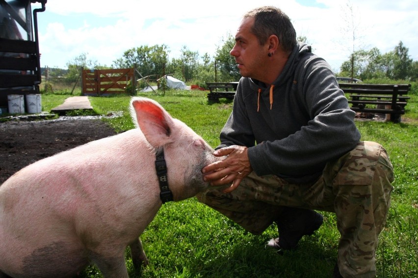 Świnka Raćka jest pierwszą udomowioną świnią, która stała się celebrytką [ZDJĘCIA, FILM]