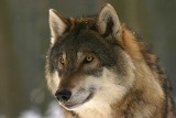 Hukiem chcą odstraszyć wilki na Opolszczyźnie. W gminie Paczków rusza nocne strzelanie z petard w miejscach, gdzie pojawiają się wilki