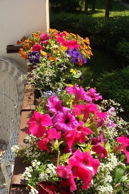 Wybierając kwiaty na balkon zastanówmy się nad kolorystyką...