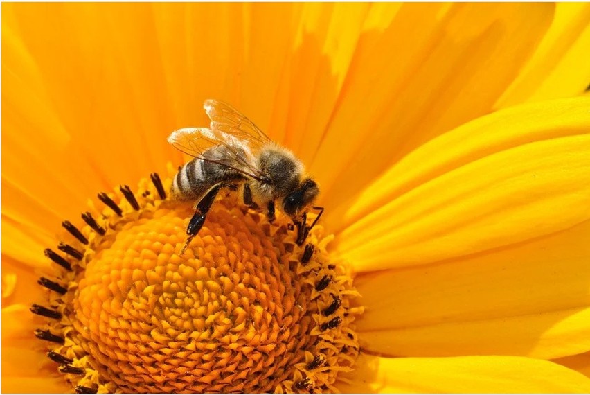 24. 20 maja obchodzony jest Światowy Dzień Pszczół,...