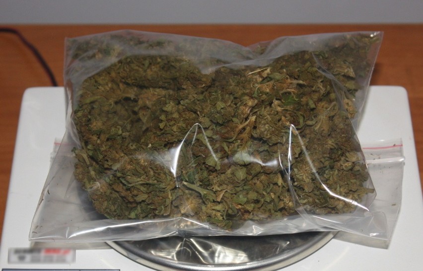 Mieszkaniec Solca Kujawskiego trzymał w domu znaczne ilości marihuany. Teraz ma kłopoty