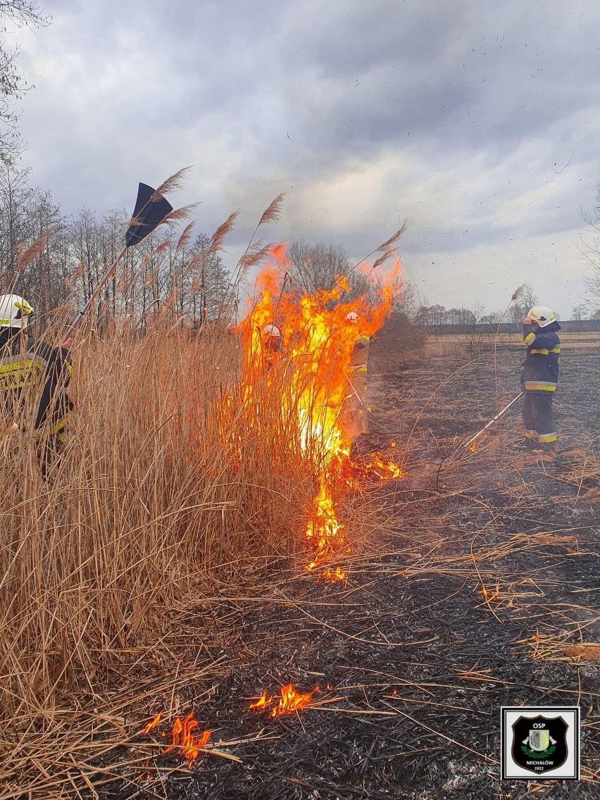 Pożar traw w Pawłowicach w gminie Michałów. Znów zaczął się sezon na płonące łąki