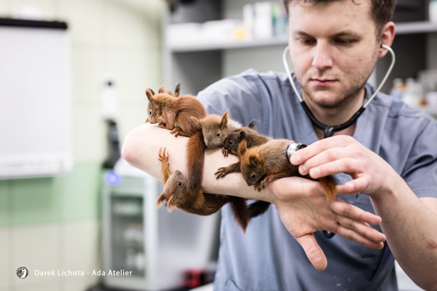 Weterynarze z przemyskiej lecznicy dla zwierząt "Ada" uratowali sześć wiewiórek. Wypuszczą je na wolność [ZDJĘCIA]