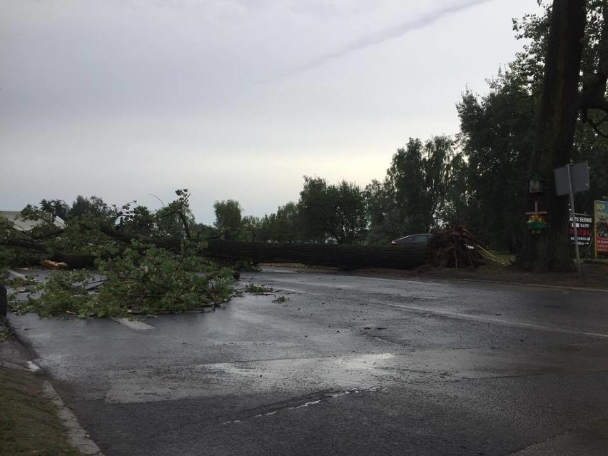 Burza w Łodzi. Nawałnica nad Łodzią. Powalone drzewa, gałęzie na drogach, zalane ulice [ZDJĘCIA]