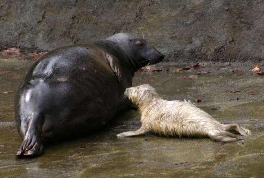 Nowy mieszkaniec gdańskiego Zoo. Na świat przyszła foczka [ZDJĘCIA]