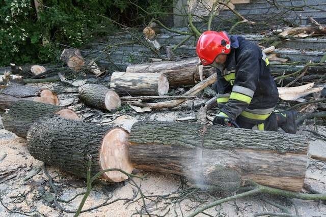 Archiwum. Stare, schorowane drzewa mogą okazać się niezbezpieczne podczas silnych wiatrów