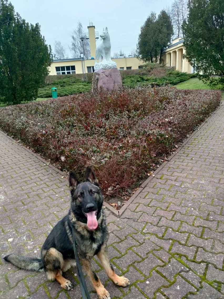 "Szejk" to specjalista od patrolowania ulic, a "Skała" jest ekspertką w wyszukiwaniu materiałów wybuchowych. To nowe psy krakowskiej policji