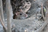 Plaga szczurów w parku w Koszalinie. Mieszkańcy są zaniepokojeni