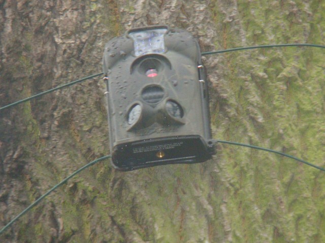 Tak wyglada zawieszona na drzewie kamera