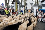 Ludźmierz. Święto Bacowskie na początek sezonu wypasu [ZDJĘCIA]