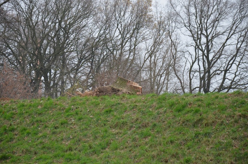 Wycinają wielkie drzewa nad Odrą. Czy zgodnie z prawem? (ZDJĘCIA)