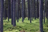 Obwodnica Puław: Wytną kilkadziesiąt hektarów lasu