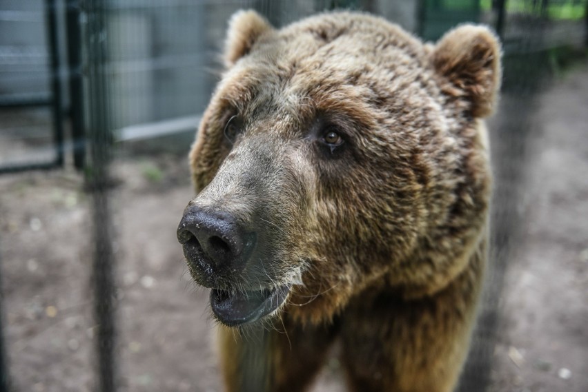 Leżak: Baloo, przybij piątkę! Cisna lubi owoce, ryśki wolą...