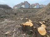 Wycinka drzew obok przedszkola na ul. Kolorowej. Kto wydał zgodę?