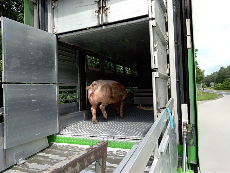 Transport świń zatrzymany pod Toruniem. Dlaczego? 