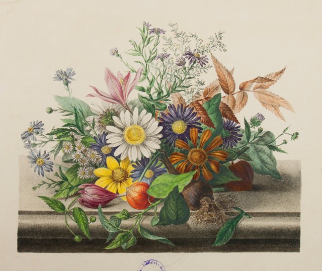 Taki oto bukiet październikowych kwiatów ułożyła hrabina Magdalena Morska prawie 200 lat temu. W kompozycji widzimy złocienie, astry, dzielżan i zimowit jesienny oraz czerwone owoce miechunki rozdętej.