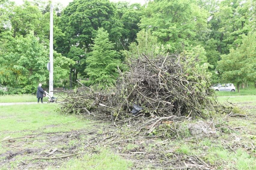 Jak informuje Urząd Miasta Torunia w Parku Glazja, ze...