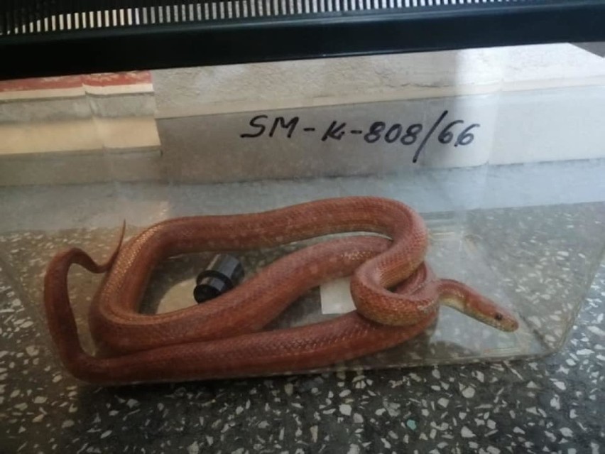 Wąż zbożowy znaleziony w jednym w mieszkań w Legnicy