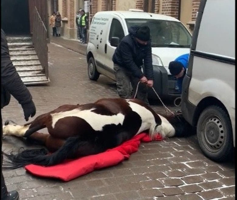 Koń padł na drodze w centrum Krakowa. Dorożkarz usłyszał zarzuty