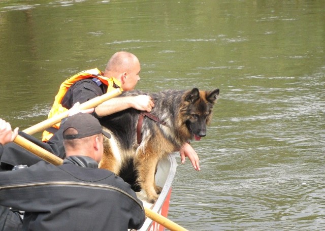 Policjantom i strażakom towarzyszył policjant z Lublina ze specjalnie przeszkolonym psem do wyszukiwania zapachów ludzkich zwłok.