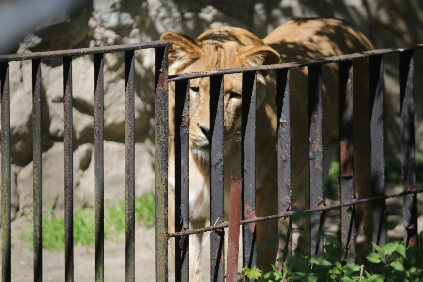 Adoptuj zwierzę ze śląskiego zoo!...