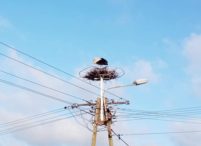 Gniazdo dla bocianów na słupie energetycznym w Damnicy oparto na nowej platformie.