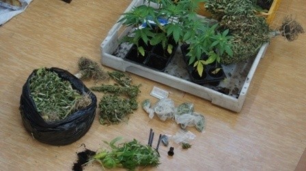 Narkotyki w przydomowym ogródku 