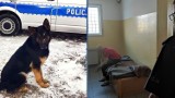 Policyjny pies „Nardo” pomógł wytropić złodzieja