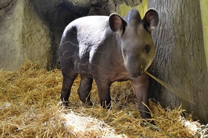Szukamy imienia dla młodej samicy tapira, która przyszła na świat w łódzkim zoo [ZDJĘCIA]