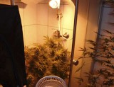 Plantacja marihuany w mieszkaniu [wideo]