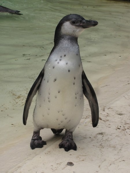 Pingwinek już trochę podrósł, ale wciąż nie ma imienia.